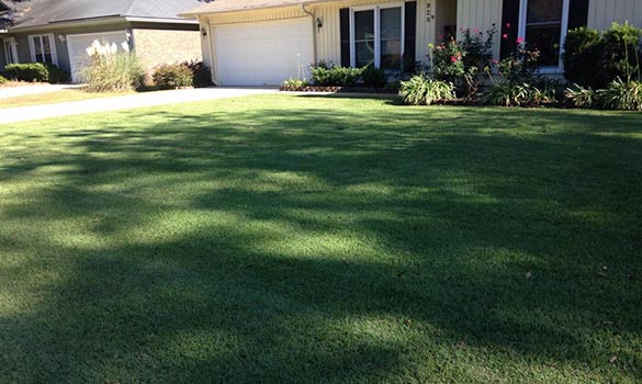 Lawn Fertilization Savannah GA