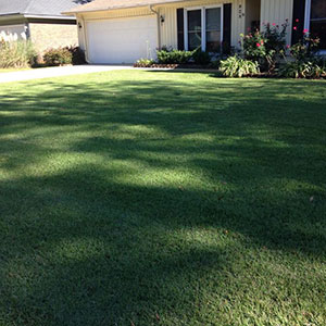 Lawn Fertilization Savannah GA